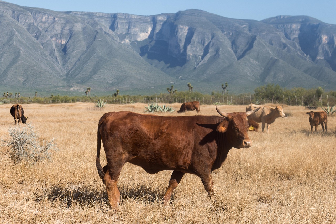Mexican Cattle Imports